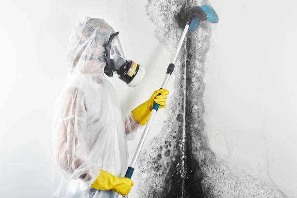 Best Mold Removal for HVAC Installations  in Show Low, AZ