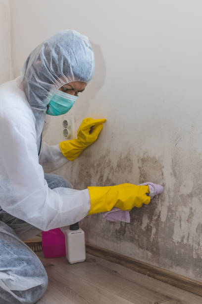 Best Black Mold Removal  in Show Low, AZ