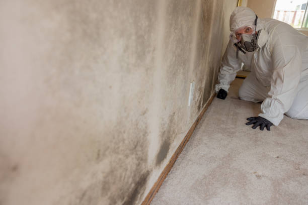 Best Mold Damage Restoration  in Show Low, AZ